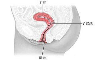 女人<em>什么时候</em>是<em>排卵期</em>_沈阳曙光医院