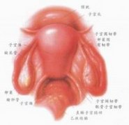 治疗宫颈糜烂用什么方法好