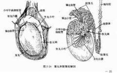 如何预防附属腺体异常性不育?