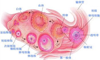 B超检测排卵的应用_<em>沈阳</em>曙光<em>不孕不育医院</em>