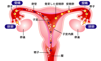 <em>女性不排卵</em>而不孕该<em>怎么办</em>_沈阳曙光不孕不育